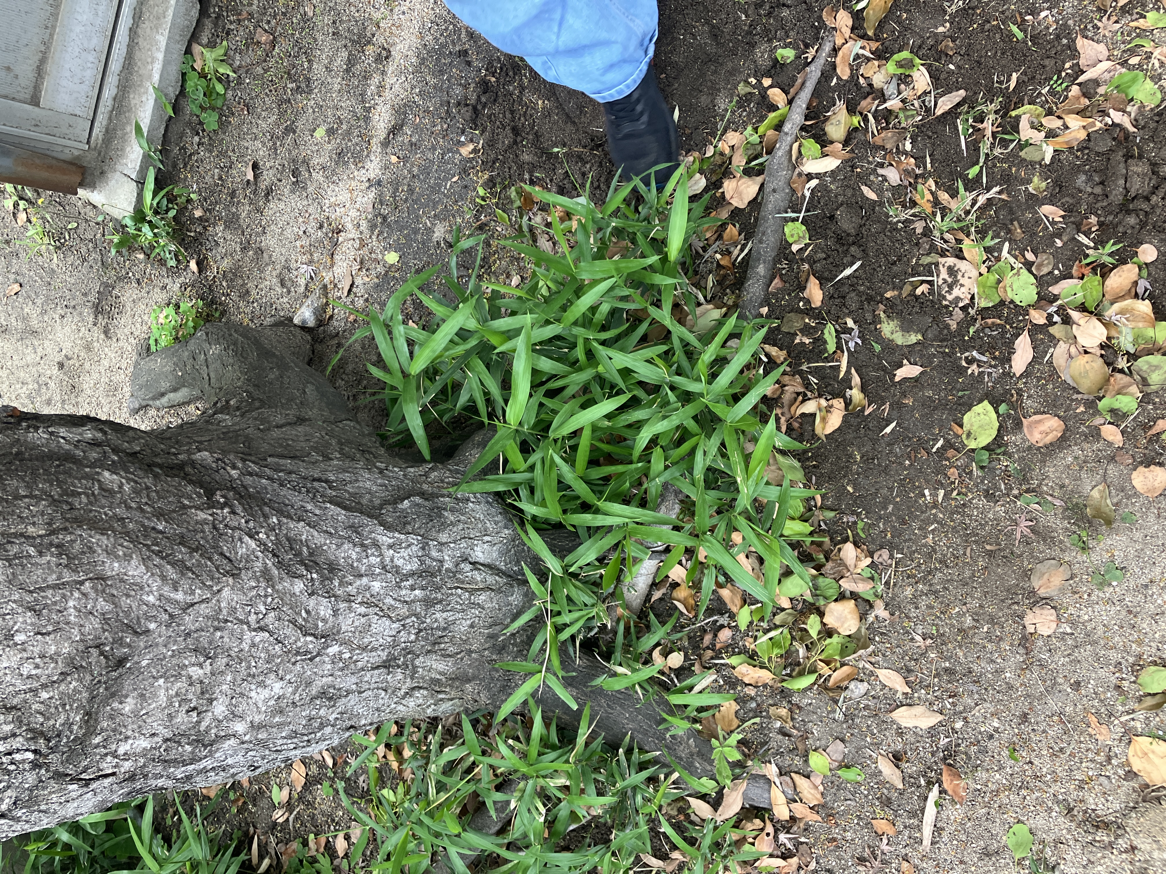木の根元の雑草（作業前）