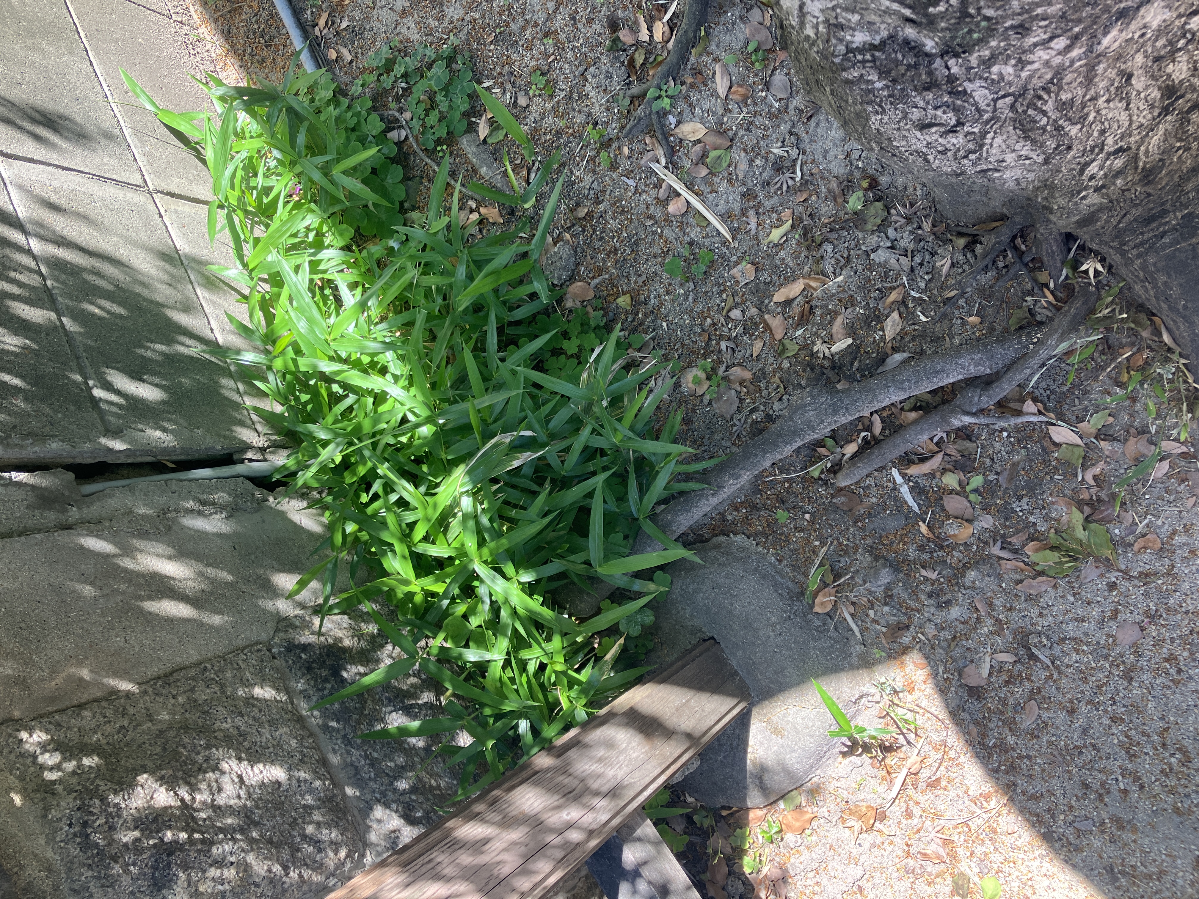 隅に密集した笹・雑草（作業前）