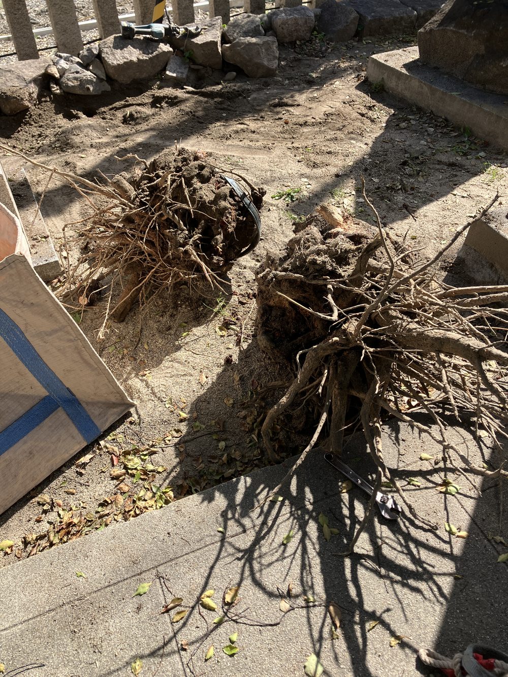 掘り起こされた切り株の根っこ